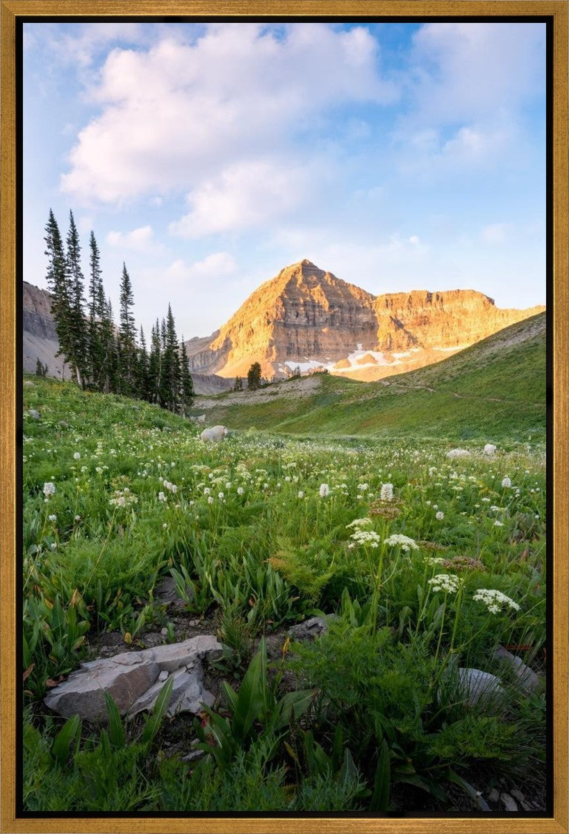 Timpanogos Meadow Gallery Wrap