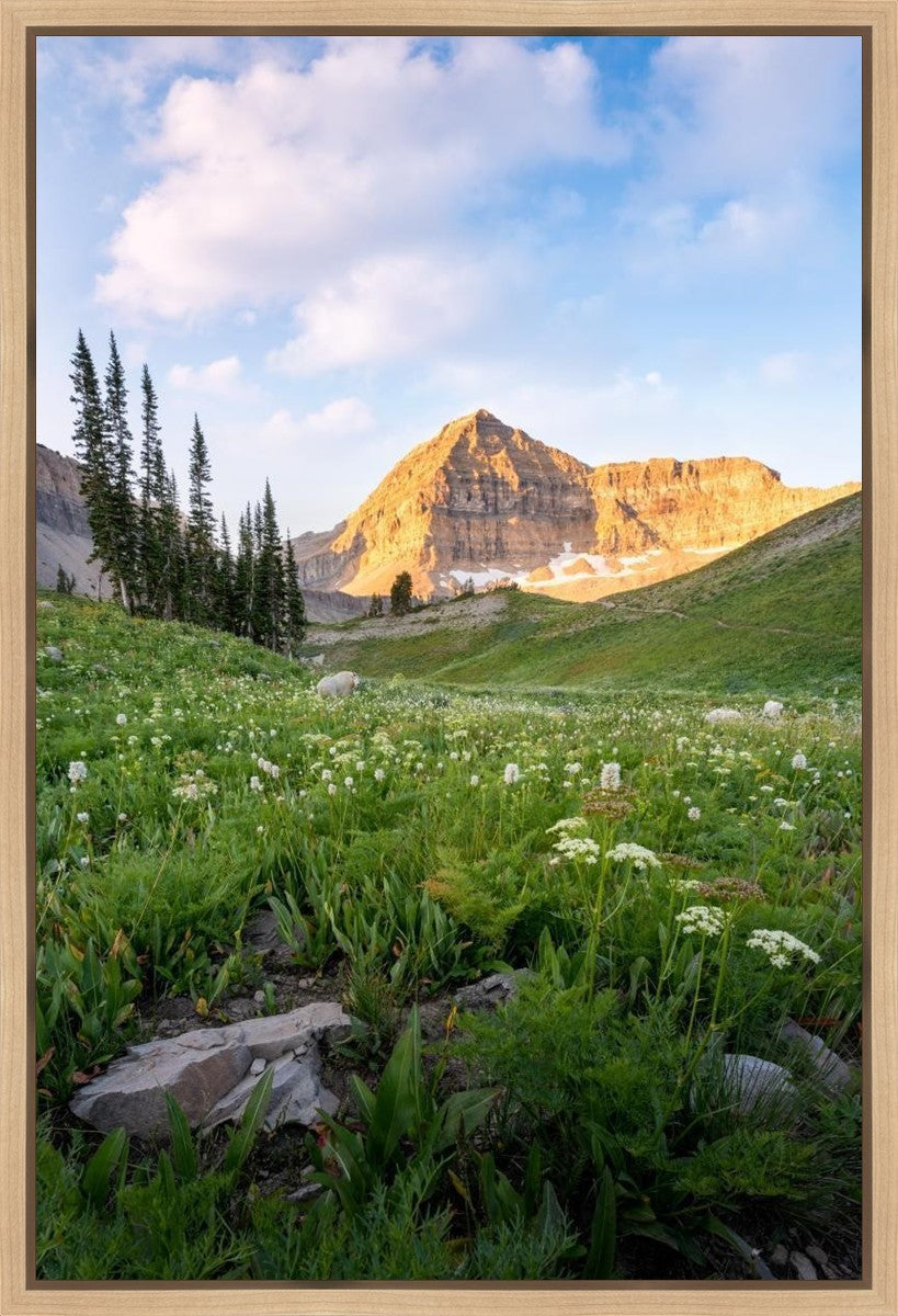 Timpanogos Meadow Gallery Wrap