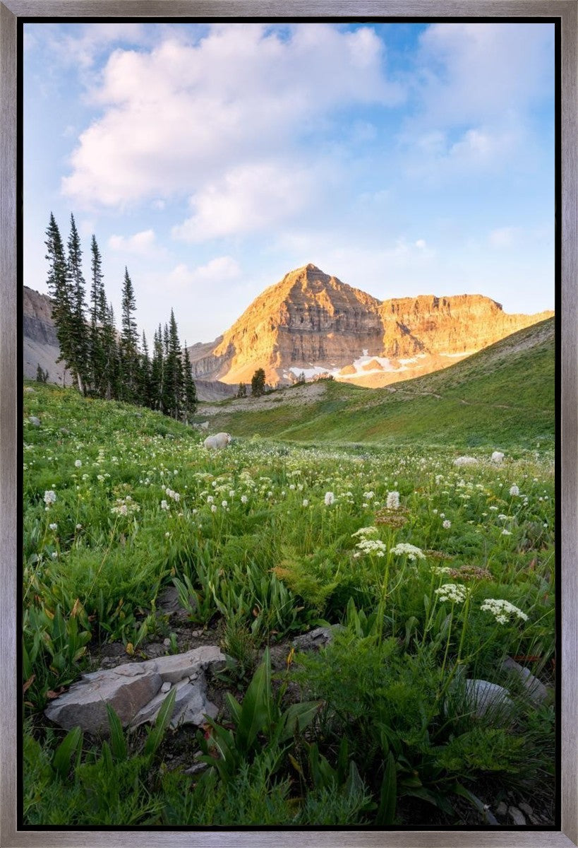 Timpanogos Meadow Gallery Wrap