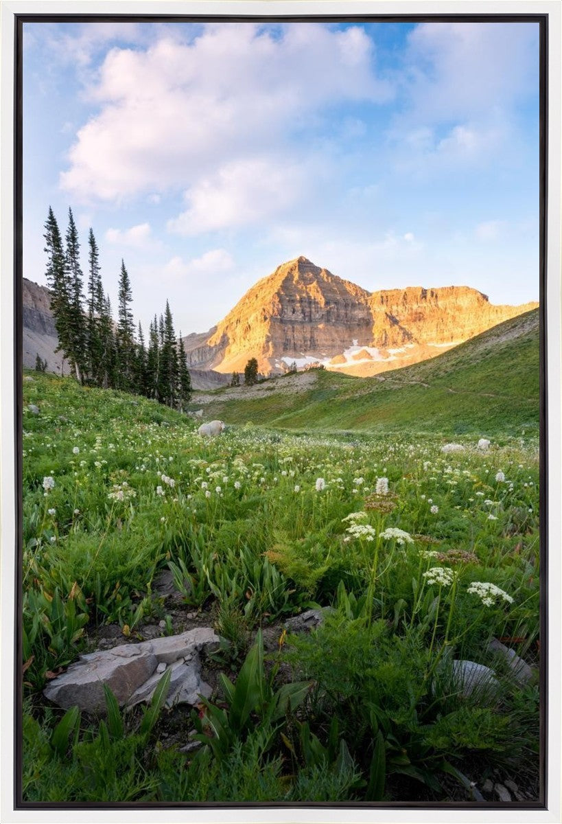 Timpanogos Meadow Gallery Wrap
