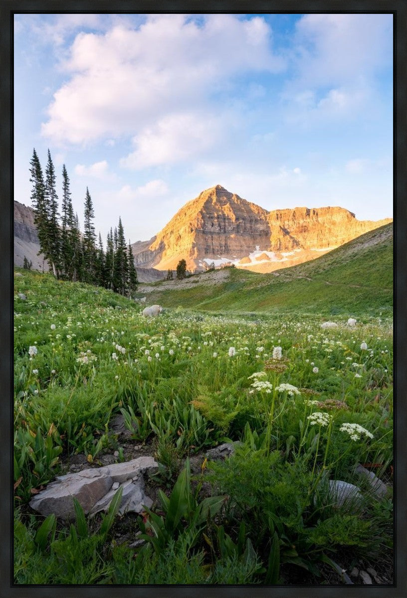Timpanogos Meadow Gallery Wrap