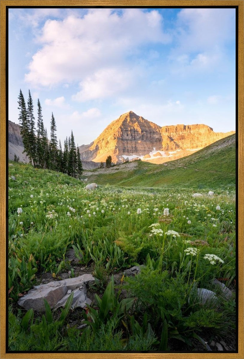 Timpanogos Meadow Gallery Wrap