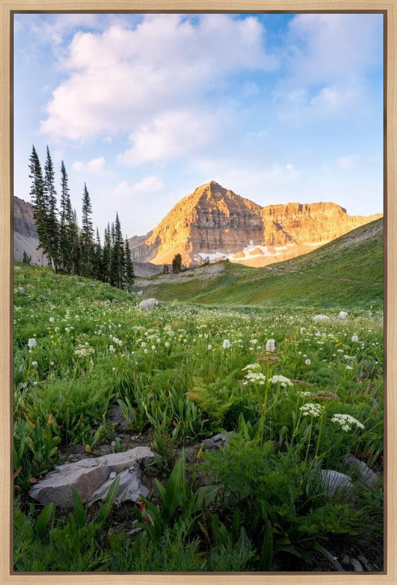 Timpanogos Meadow Gallery Wrap