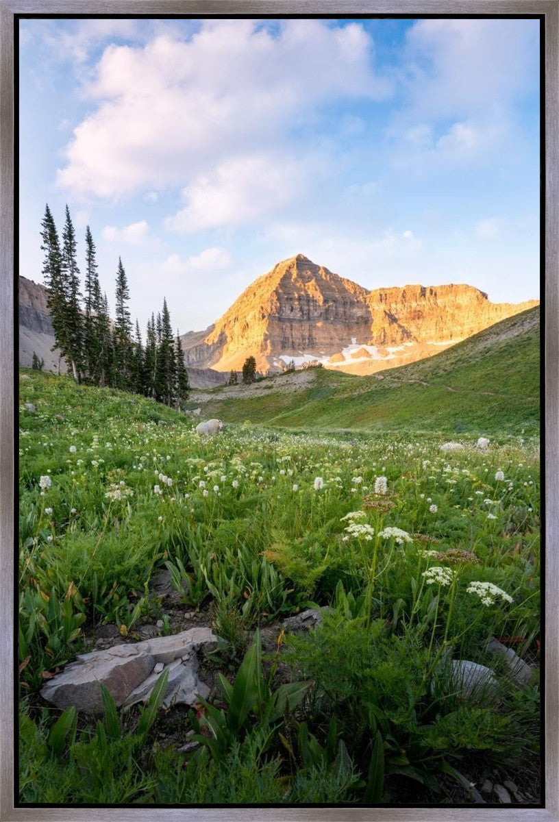 Timpanogos Meadow Gallery Wrap