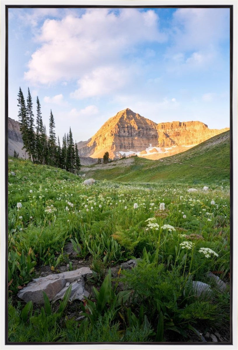 Timpanogos Meadow Gallery Wrap