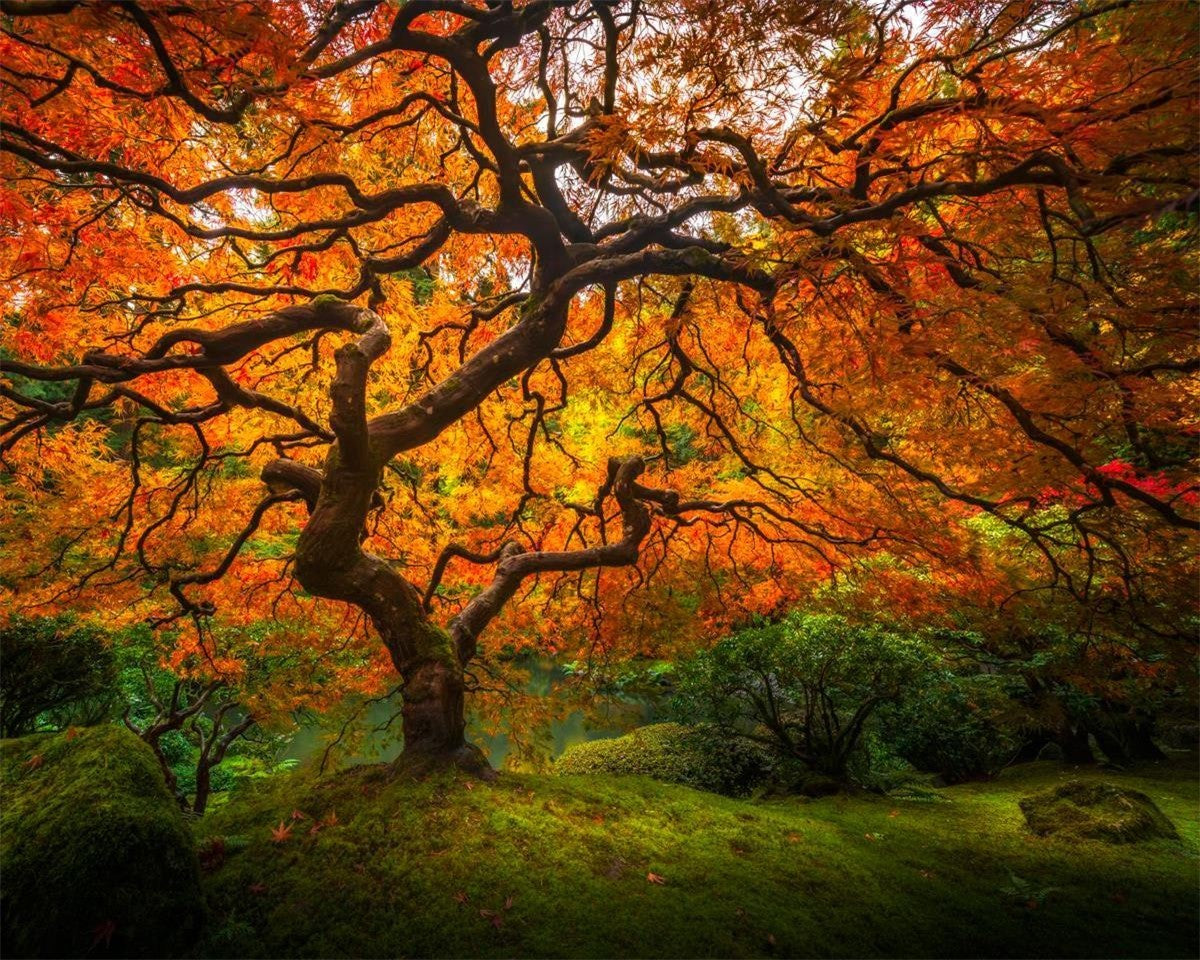 Tree of Perspective Gallery Wrap