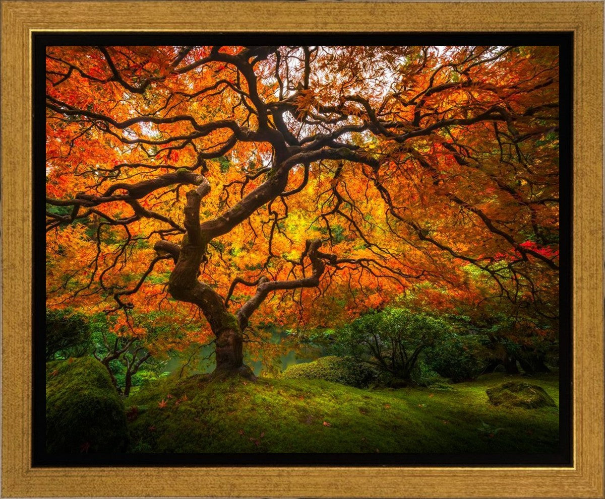 Tree of Perspective Gallery Wrap
