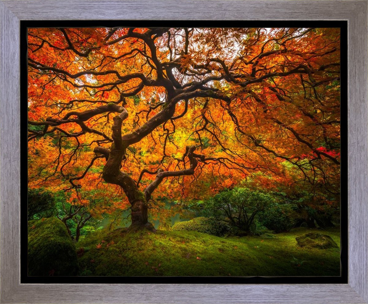 Tree of Perspective Gallery Wrap