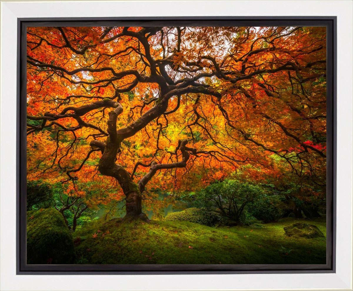Tree of Perspective Gallery Wrap