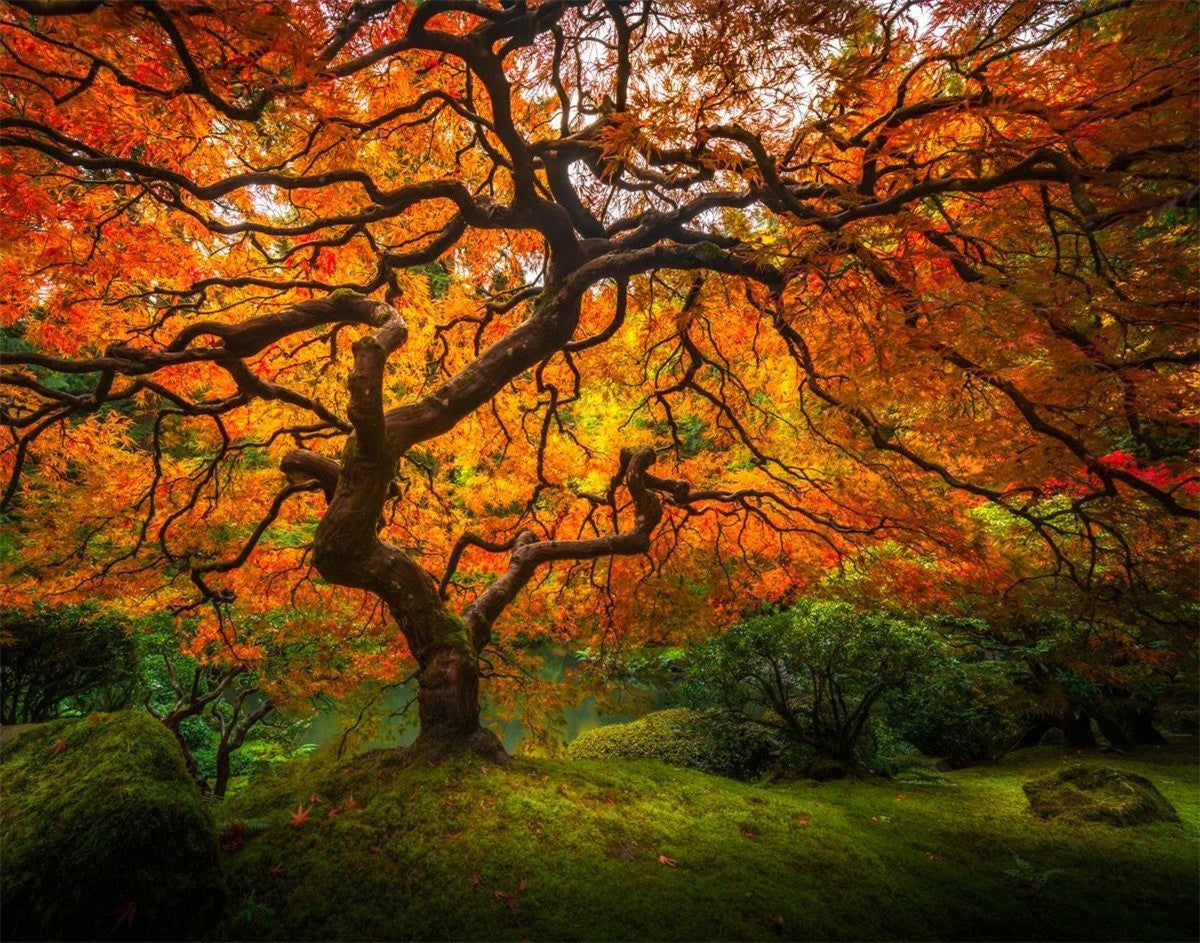 Tree of Perspective Gallery Wrap