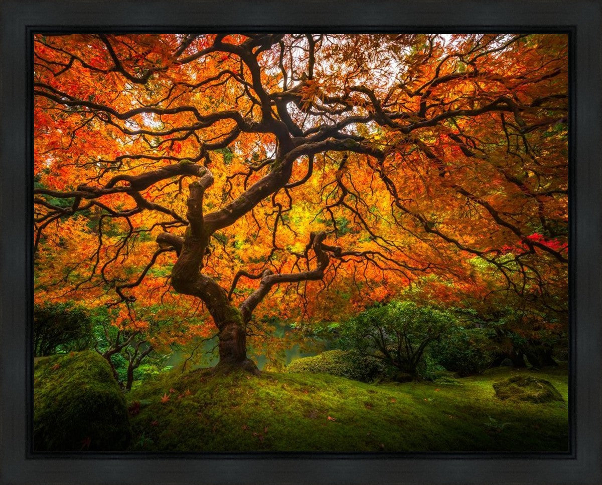 Tree of Perspective Gallery Wrap