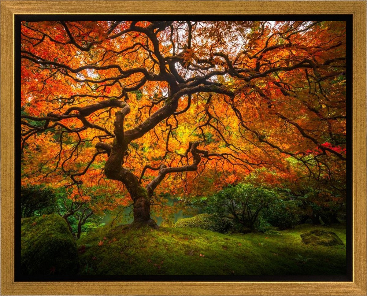Tree of Perspective Gallery Wrap