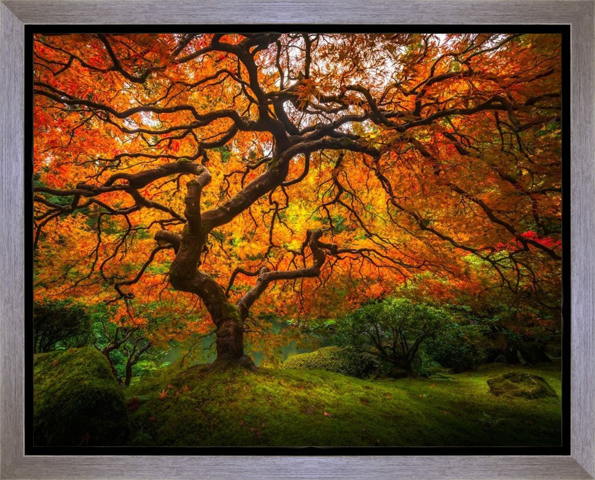 Tree of Perspective Gallery Wrap