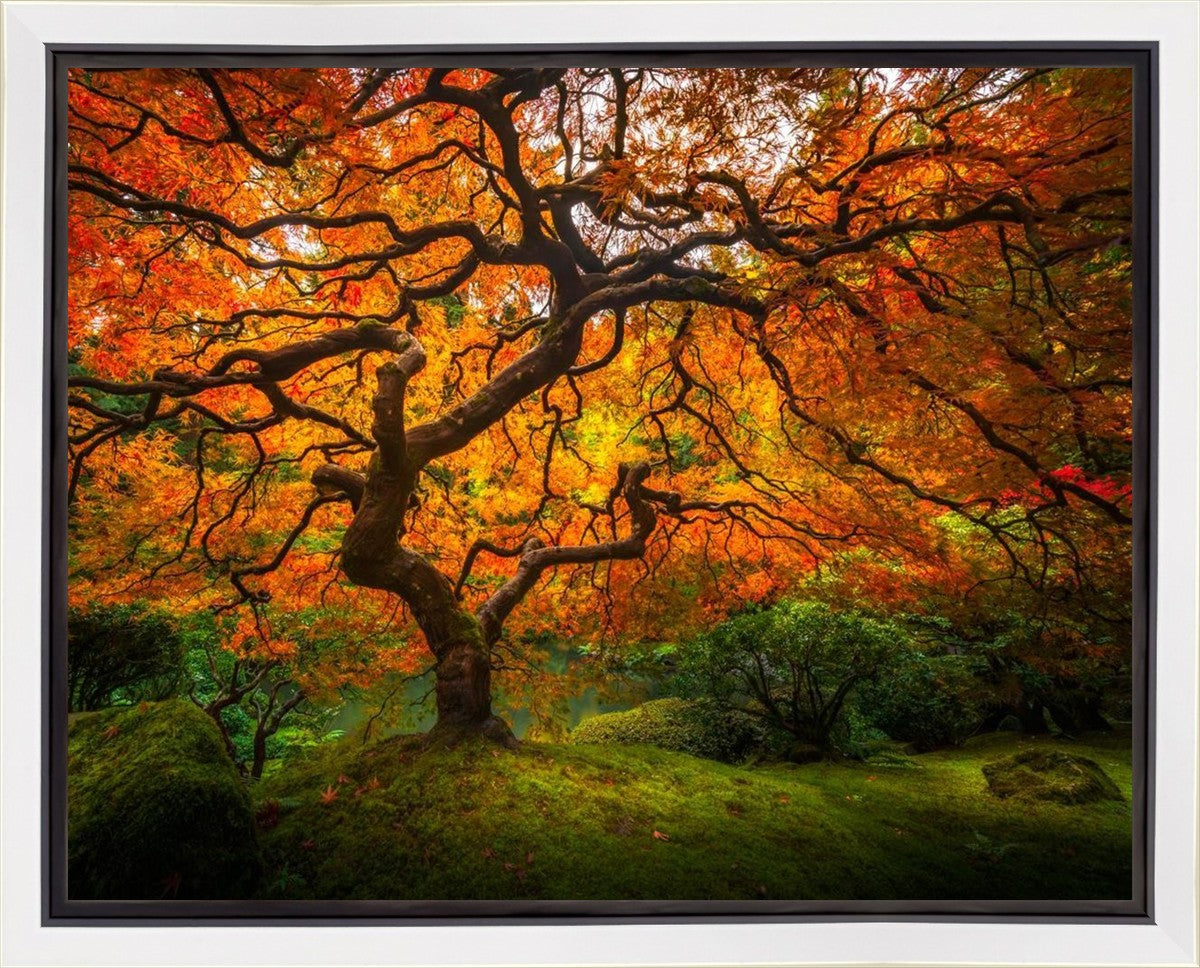 Tree of Perspective Gallery Wrap