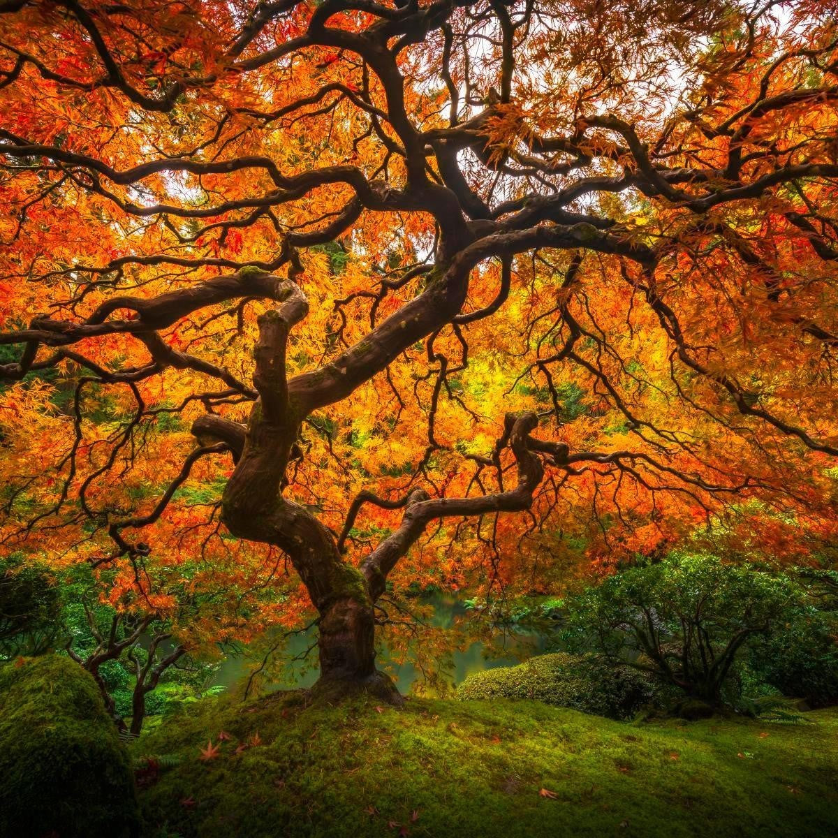Tree of Perspective Gallery Wrap