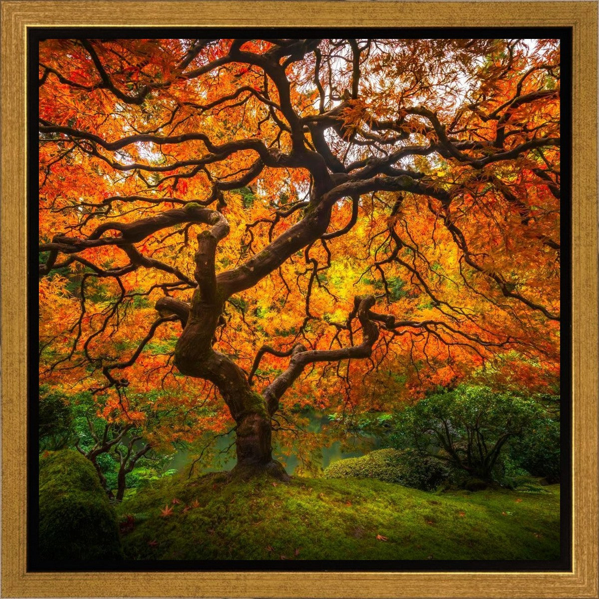 Tree of Perspective Gallery Wrap