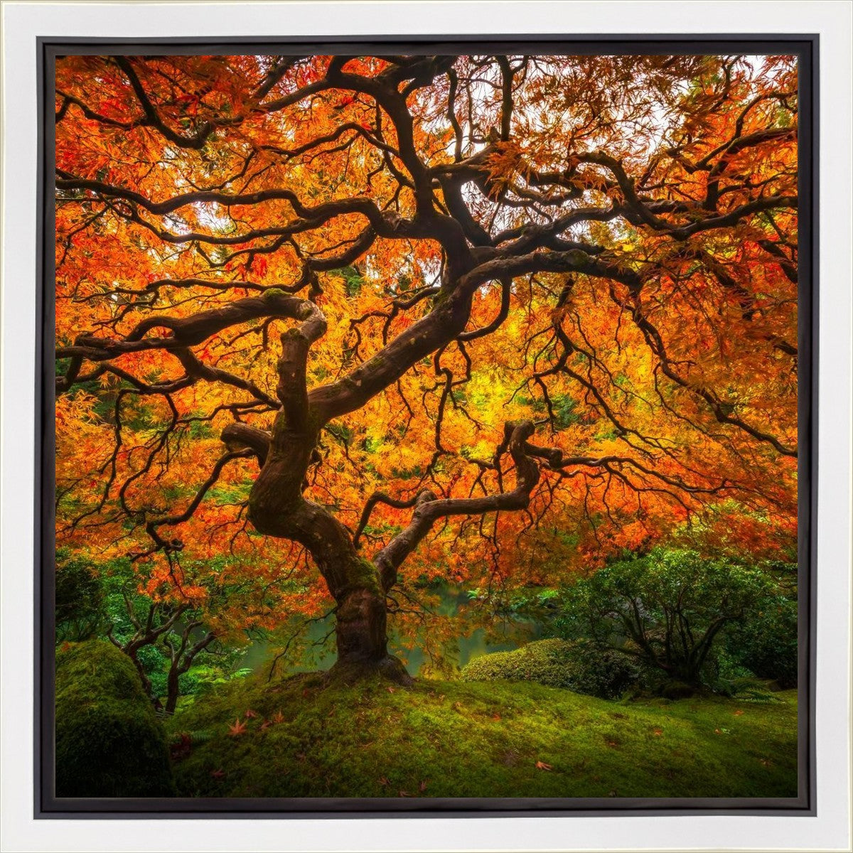 Tree of Perspective Gallery Wrap