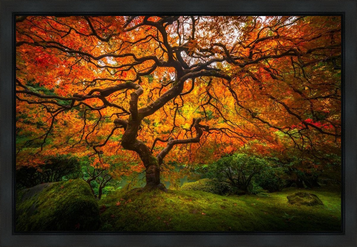 Tree of Perspective Gallery Wrap