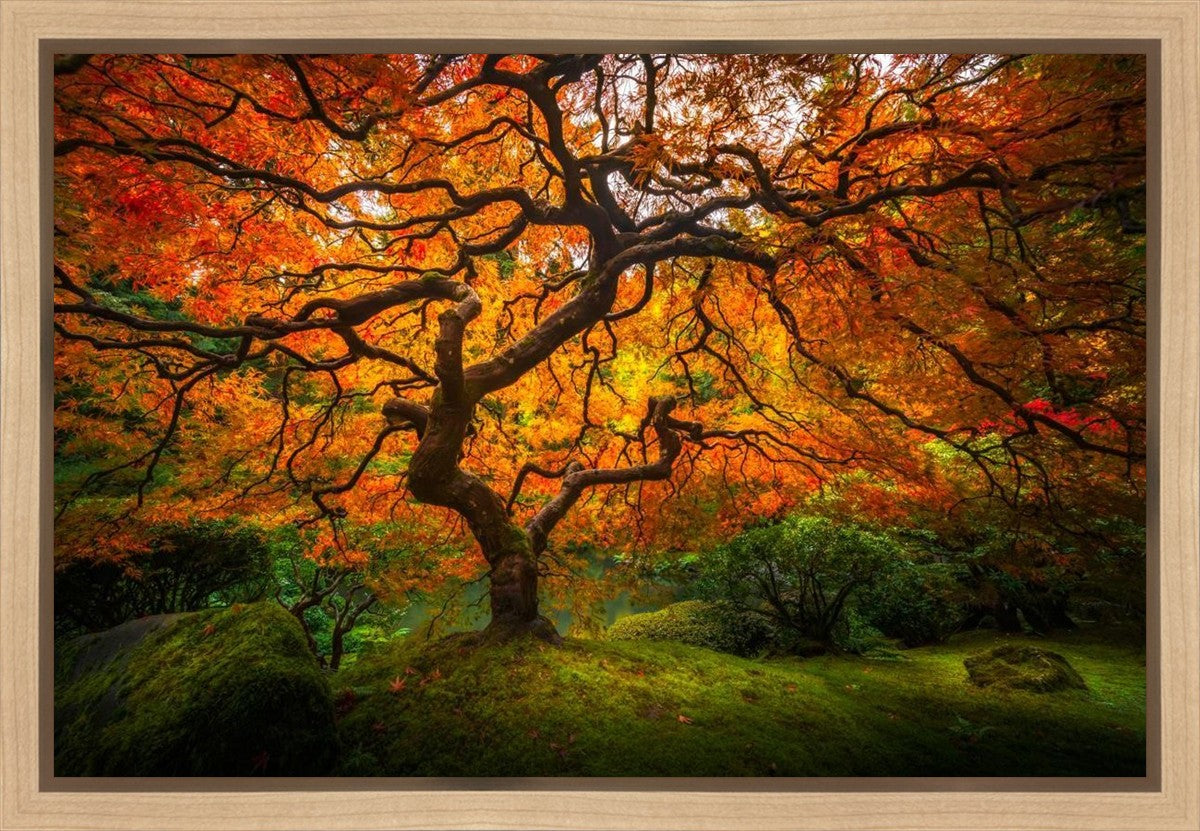 Tree of Perspective Gallery Wrap
