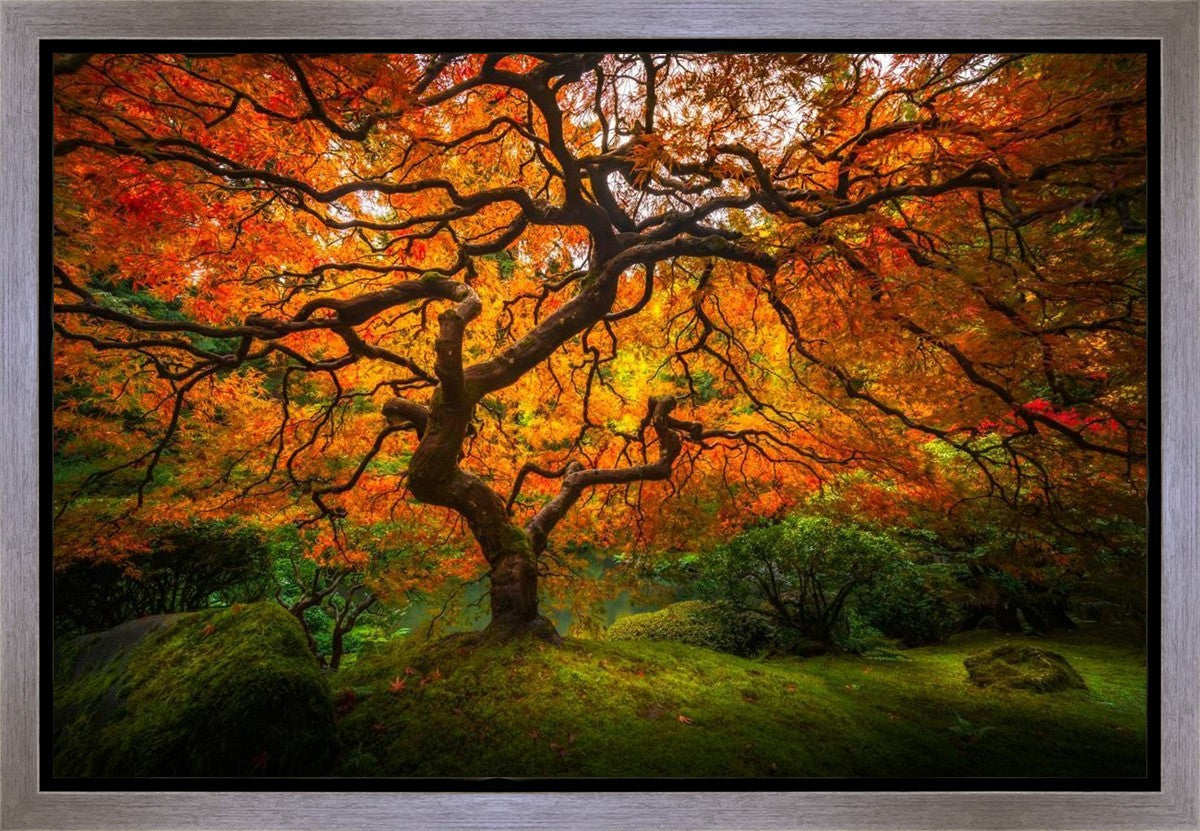 Tree of Perspective Gallery Wrap