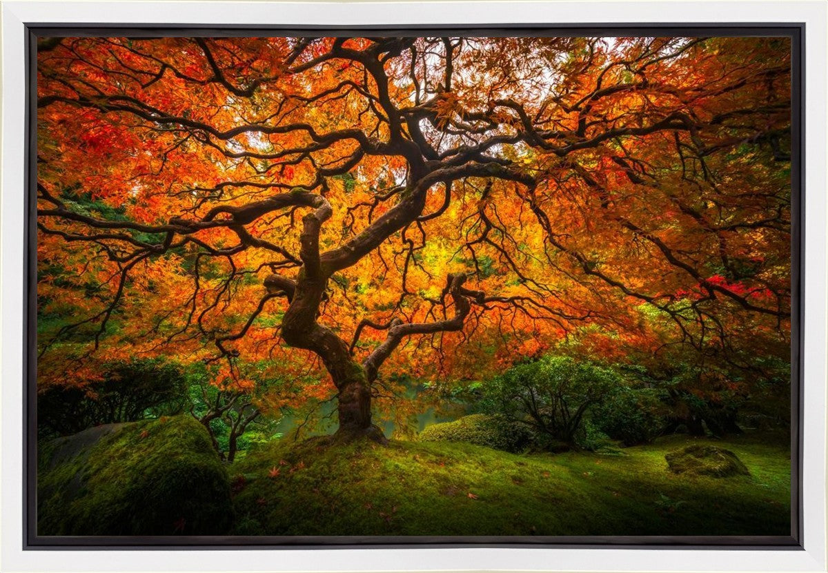 Tree of Perspective Gallery Wrap