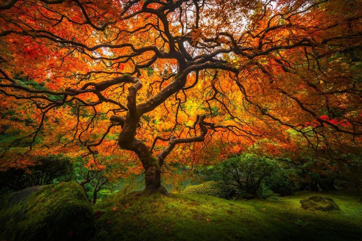 Tree of Perspective Gallery Wrap