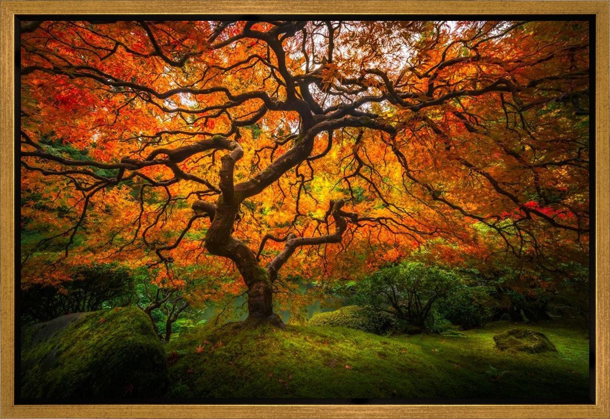 Tree of Perspective Gallery Wrap