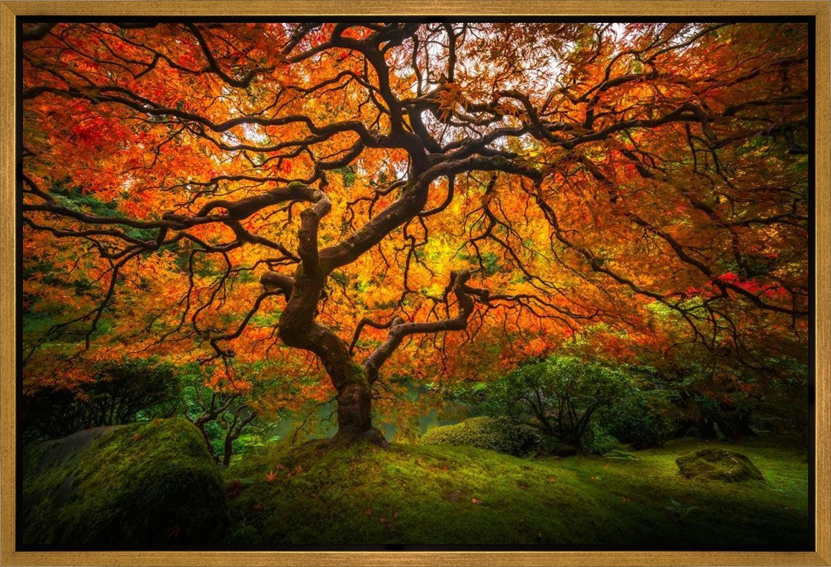 Tree of Perspective Gallery Wrap