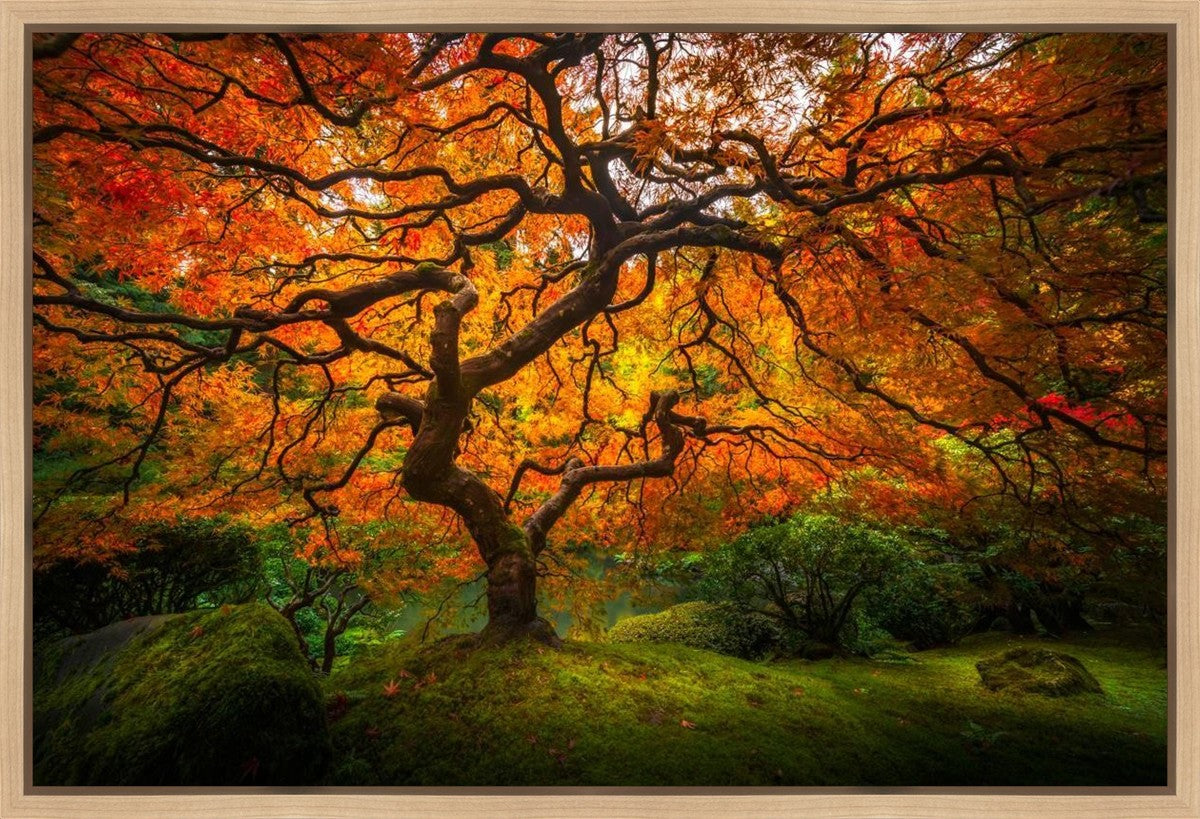 Tree of Perspective Gallery Wrap