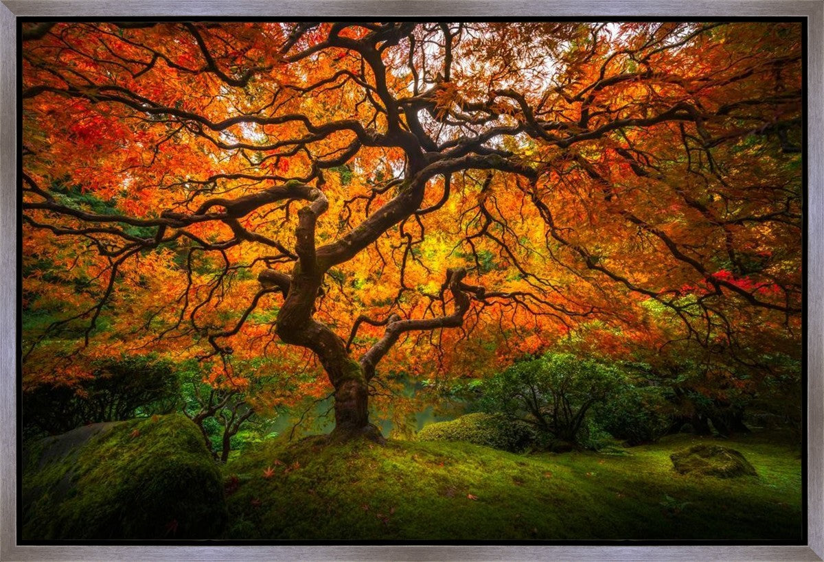 Tree of Perspective Gallery Wrap