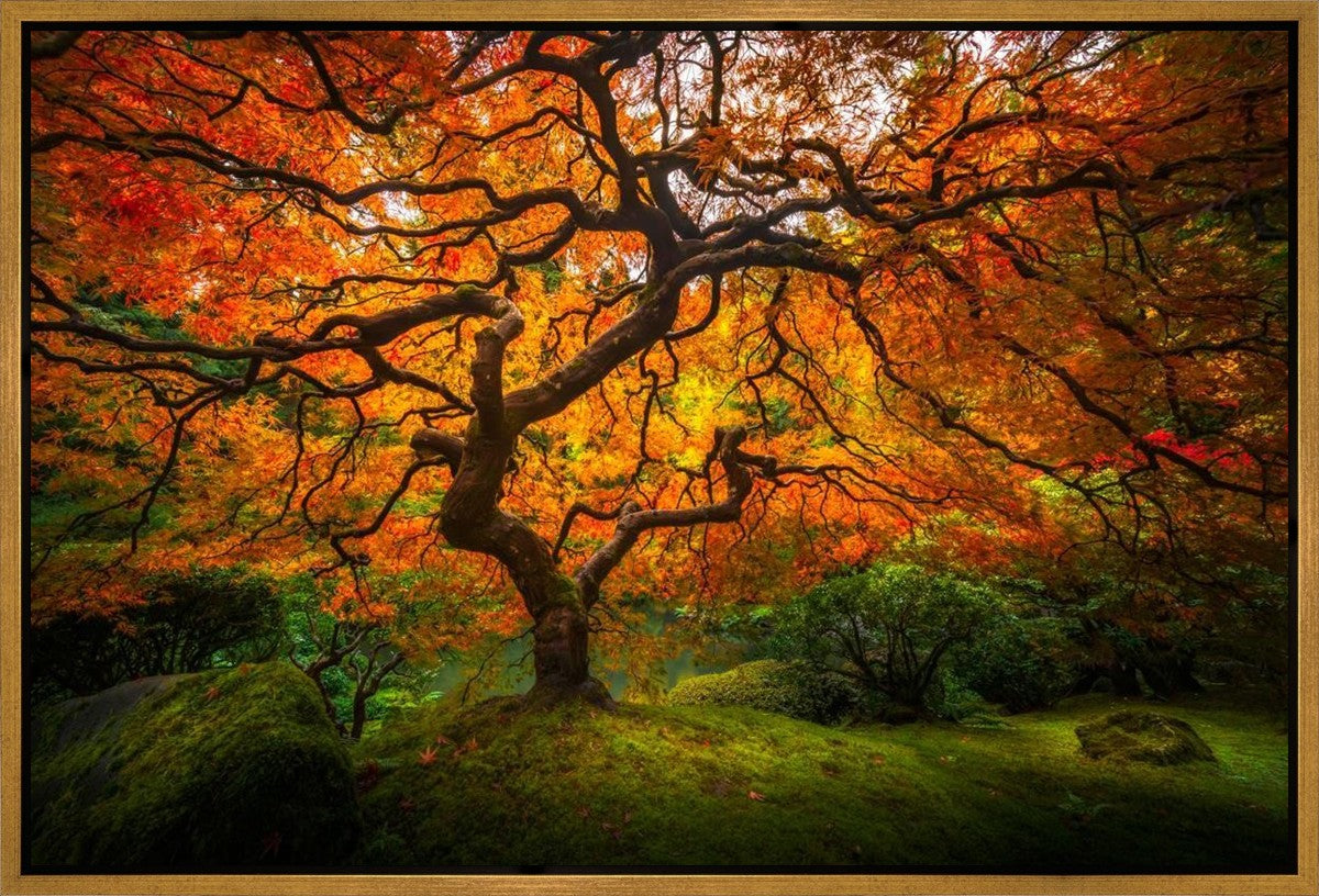 Tree of Perspective Gallery Wrap