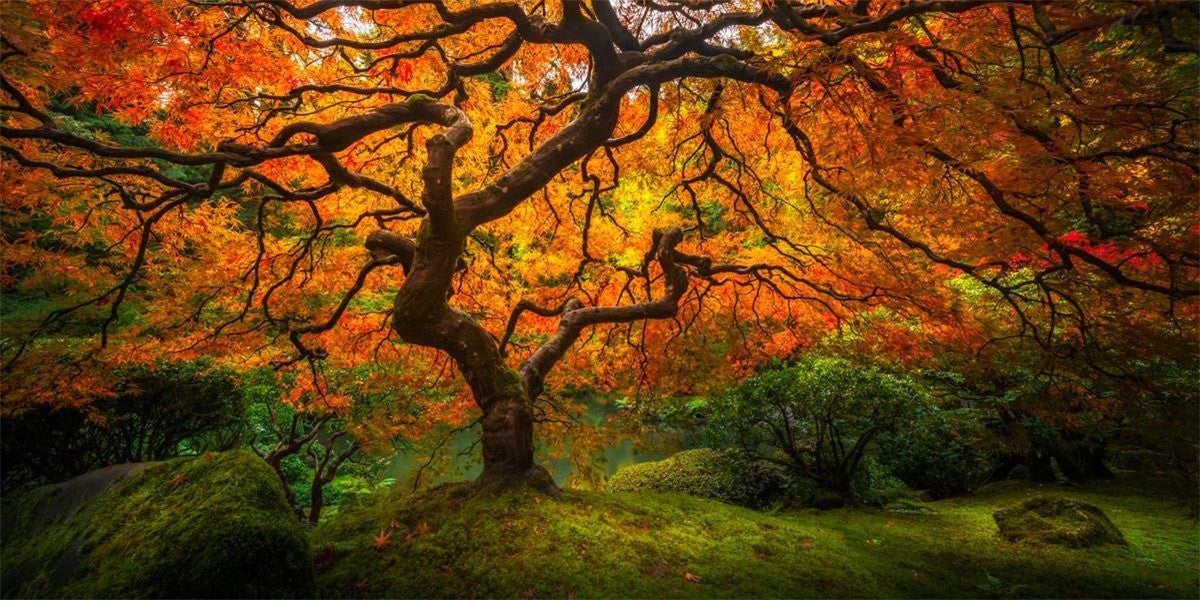 Tree of Perspective Gallery Wrap
