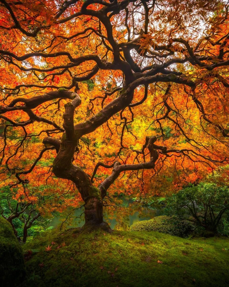 Tree of Perspective Vertical Gallery Wrap