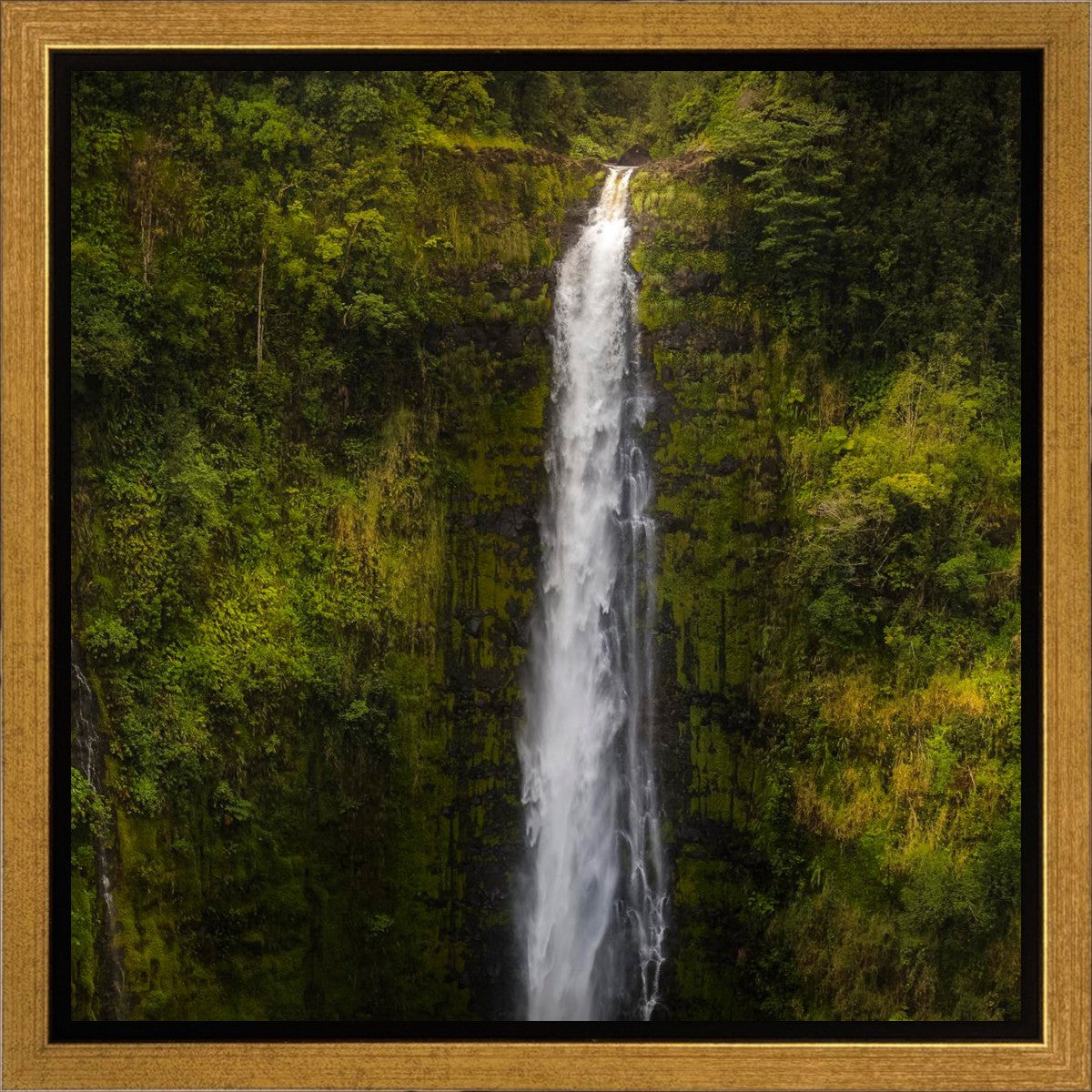 Akaka Falls, Hawaii Gallery Wrap