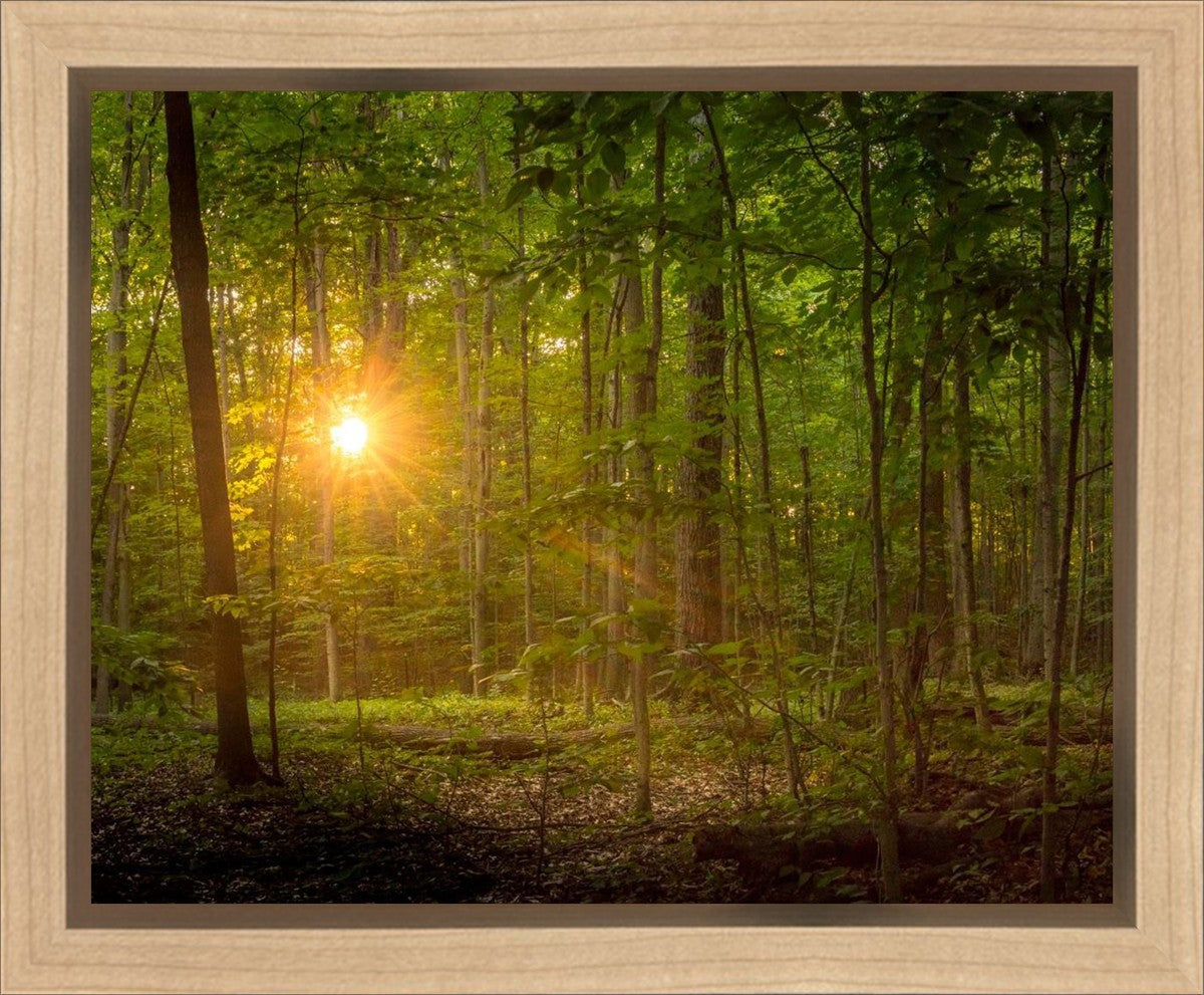 Suddenly A Light Descended