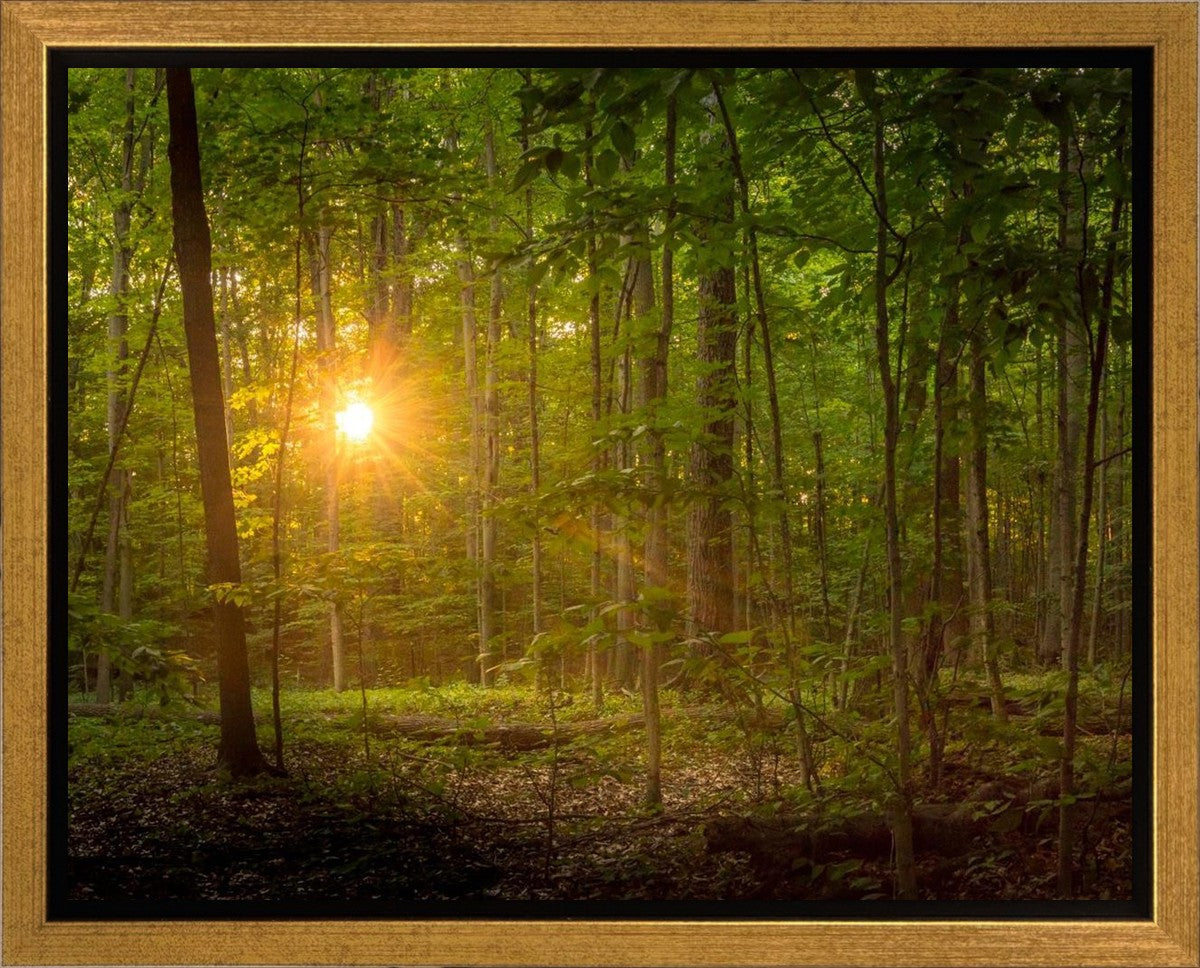 Suddenly A Light Descended