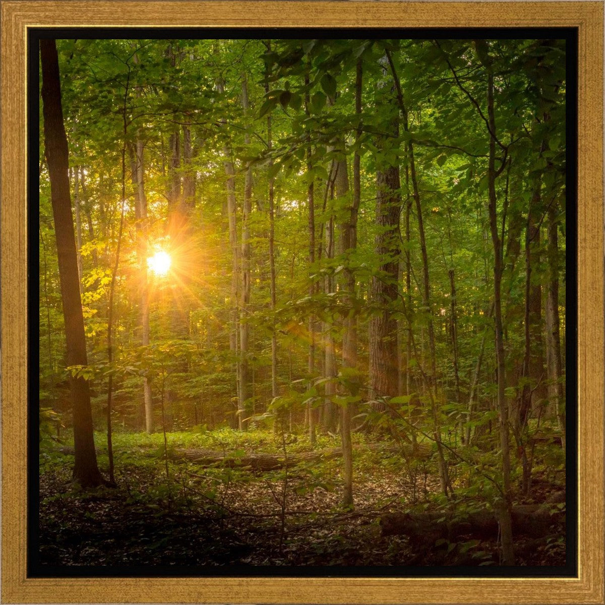 Suddenly A Light Descended