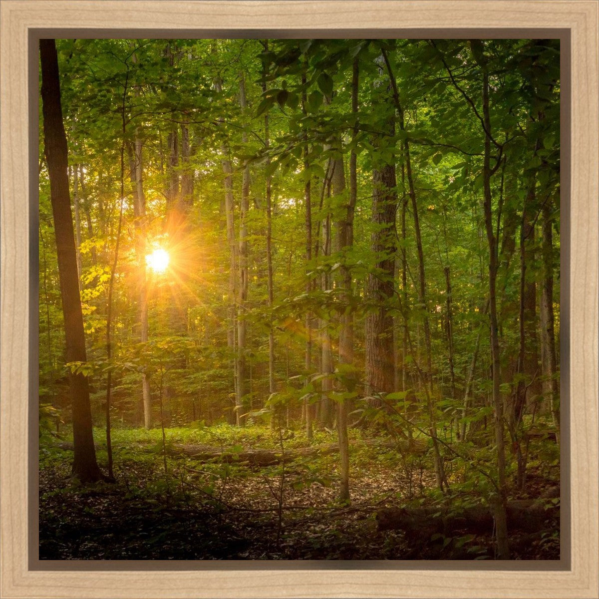 Suddenly A Light Descended