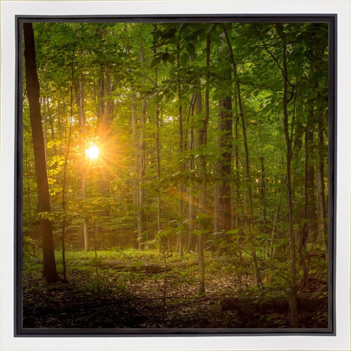 Suddenly A Light Descended Gallery Wrap