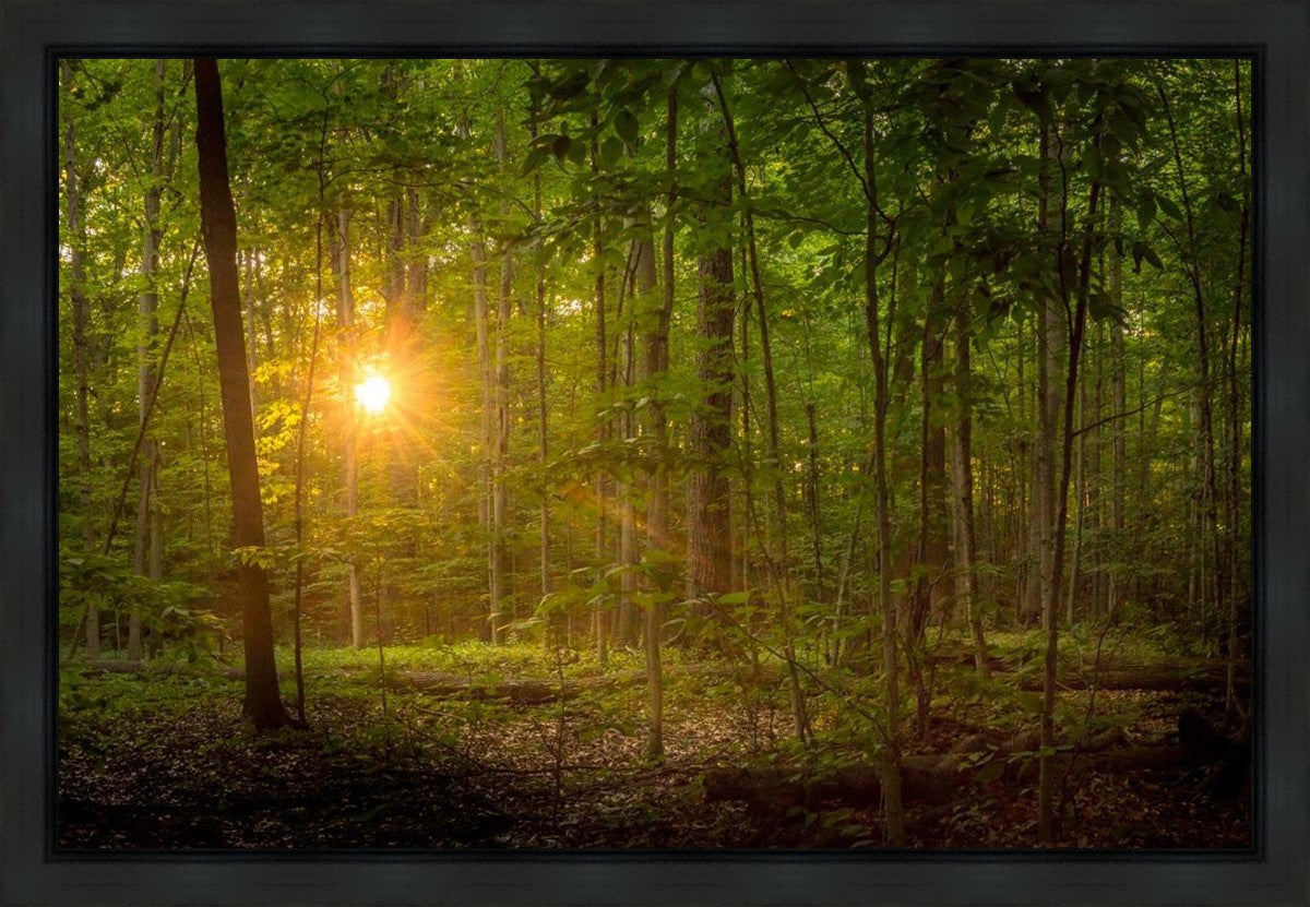 Suddenly A Light Descended