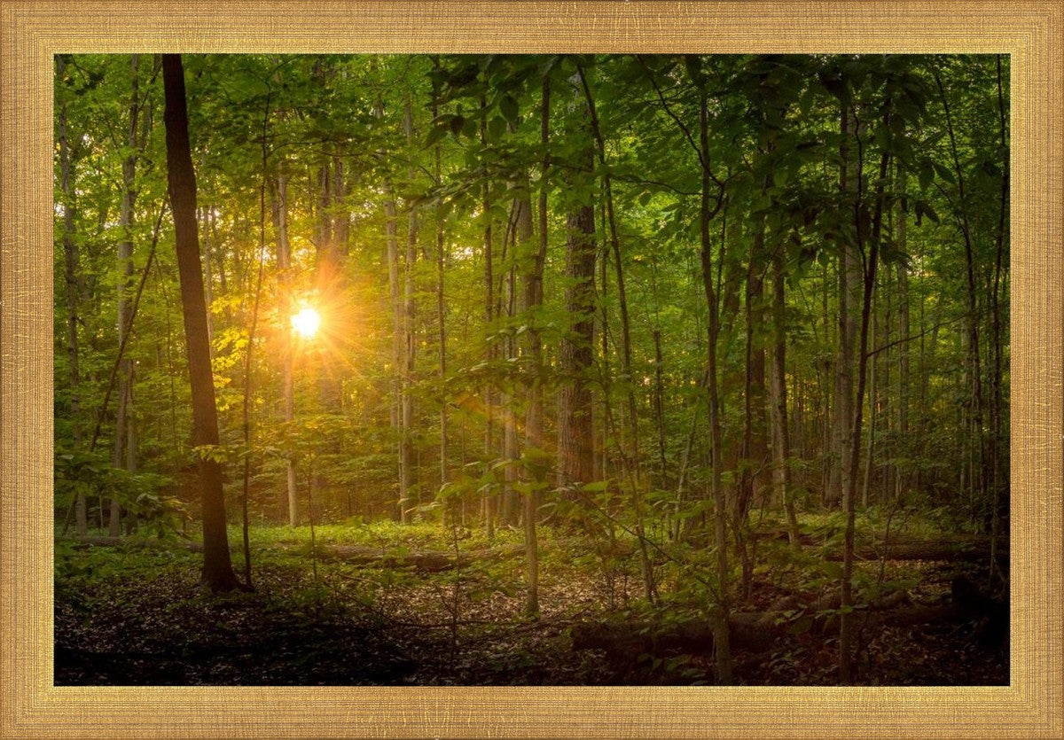 Suddenly A Light Descended