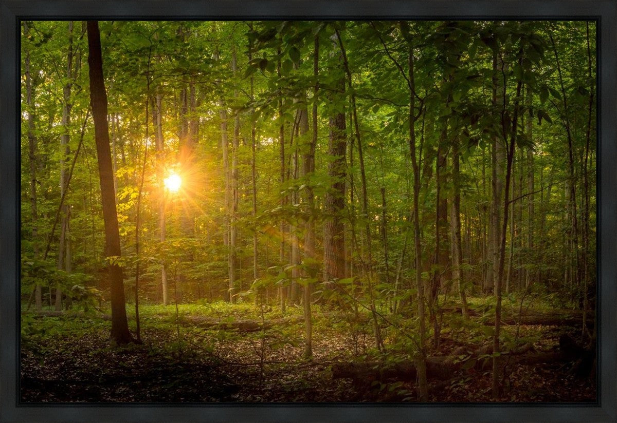 Suddenly A Light Descended