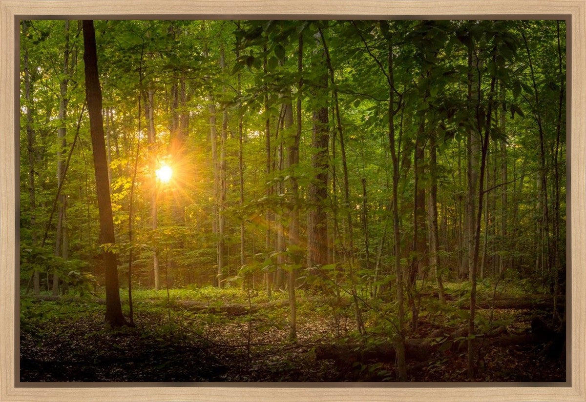 Suddenly A Light Descended