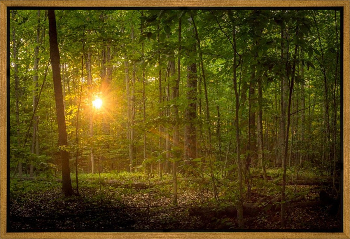 Suddenly A Light Descended