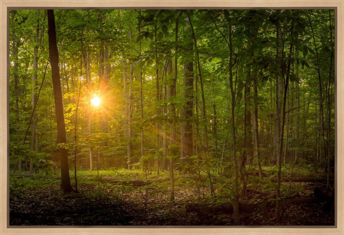 Suddenly A Light Descended