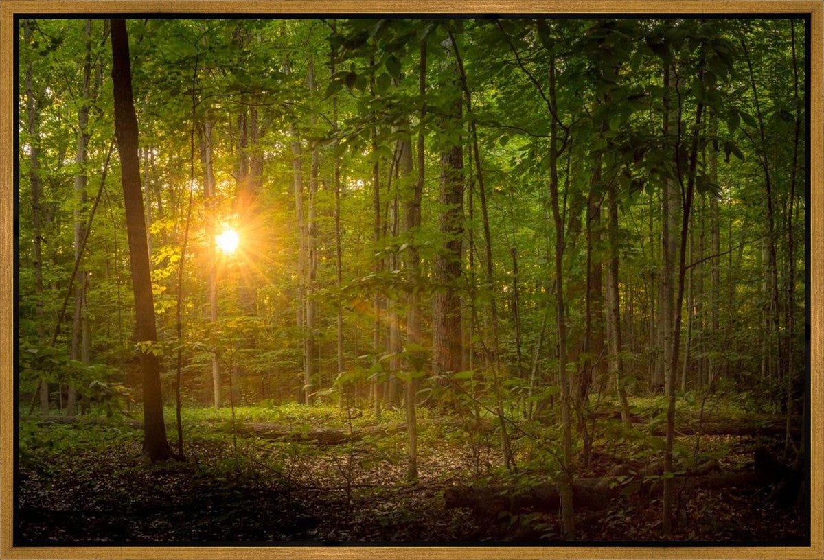 Suddenly A Light Descended