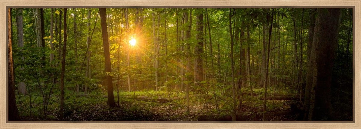 Suddenly A Light Descended