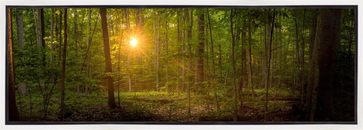 Suddenly A Light Descended