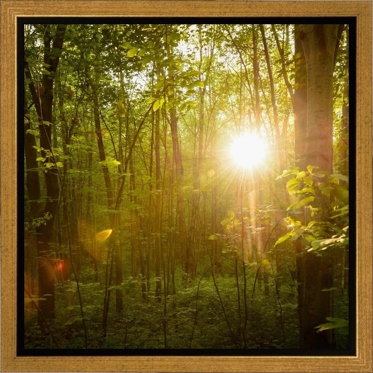The Morning Breaks Gallery Wrap