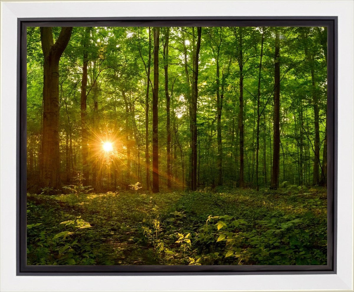 Sacred Morning Gallery Wrap